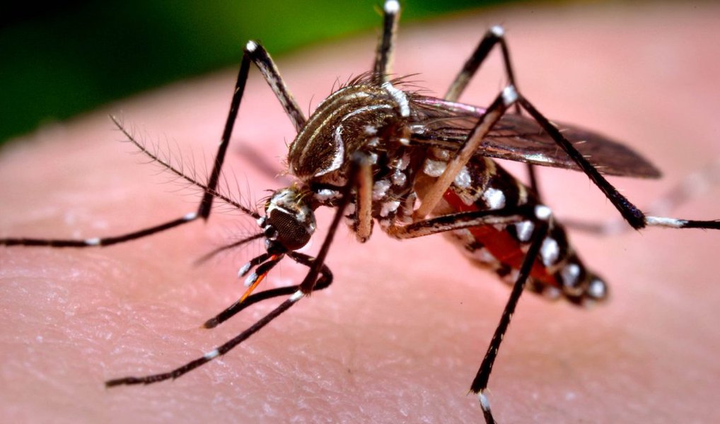 O ministro da Saúde, Marcelo Castro, disse nesta terça-feira (15) que a vacina contra a dengue produzida pela multinacional francesa Sanofi Pasteur "está na iminência de conseguir aprovação no Brasil"; ao mesmo tempo em que espera o resultado da vacina contra a dengue, o ministro da Saúde diz que o governo "está disposto a fazer parcerias" para pesquisas de uma possível vacina contra o zika; segundo o ministro, o principal impasse à vacina está nos custos para que ela seja oferecida à população; "Qual o problema? O custo é bastante elevado. Uma dose custa em torno de 20 euros (R$ 84). Com uma população de 200 milhões de habitantes, isso fica inviável", afirmou (Foto: Valter Lima) O ministro da Saúde, Marcelo Castro, disse nesta terça-feira (15) que a vacina contra a dengue produzida pela multinacional francesa Sanofi Pasteur "está na iminência de conseguir aprovação no Brasil"; ao mesmo tempo em que espera o resultado da vacina contra a dengue, o ministro da Saúde diz que o governo "está disposto a fazer parcerias" para pesquisas de uma possível vacina contra o zika; segundo o ministro, o principal impasse à vacina está nos custos para que ela seja oferecida à população; "Qual o problema? O custo é bastante elevado. Uma dose custa em torno de 20 euros (R$ 84). Com uma população de 200 milhões de habitantes, isso fica inviável", afirmou