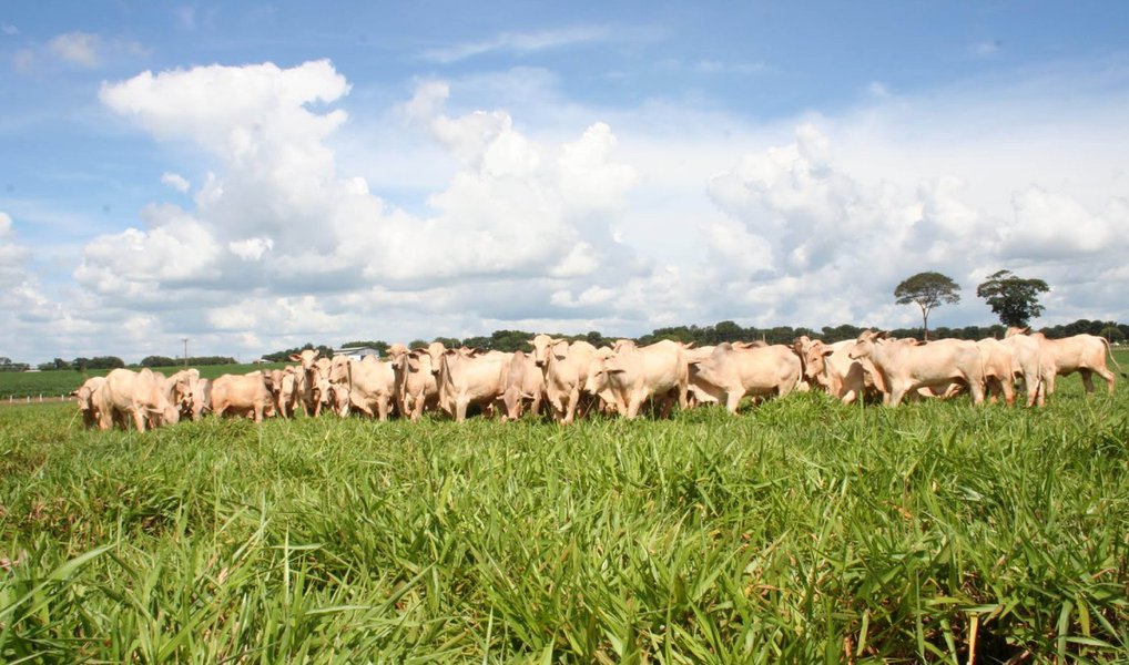 Balanço feito pela Confederação da Agricultura e Pecuária do Brasil(CNA), aponta que a participação do setor no Produto Interno Bruito (PIB) passou de 21,4% registrados em 2014, para uma projeção de 23% atéo final deste exercício; segundo a CNA, a agropecuária brasileira deverá crescer 2,4% em 2015, apesar de a agricultura não apresentar crescimento e de o agronegócio registrar retração de 0,6% no ano (Foto: Paulo Emílio) Balanço feito pela Confederação da Agricultura e Pecuária do Brasil(CNA), aponta que a participação do setor no Produto Interno Bruito (PIB) passou de 21,4% registrados em 2014, para uma projeção de 23% atéo final deste exercício; segundo a CNA, a agropecuária brasileira deverá crescer 2,4% em 2015, apesar de a agricultura não apresentar crescimento e de o agronegócio registrar retração de 0,6% no ano
