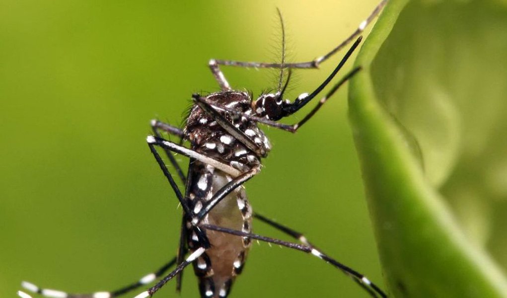 Pernambuco registrou um total de 103 notificações de casos suspeitos de zika vírus em apenas quatro dias; deste total, 14 casos foram confirmados; Estado registra, ainda, 130,3 mil casos de dengue em 2015, aumento de 604,32% em comparação com o ano passado; já os casos notificados de chikungunya totalizam 1,4 mil em 88 cidades pernambucanas (Foto: Paulo Emílio) Pernambuco registrou um total de 103 notificações de casos suspeitos de zika vírus em apenas quatro dias; deste total, 14 casos foram confirmados; Estado registra, ainda, 130,3 mil casos de dengue em 2015, aumento de 604,32% em comparação com o ano passado; já os casos notificados de chikungunya totalizam 1,4 mil em 88 cidades pernambucanas