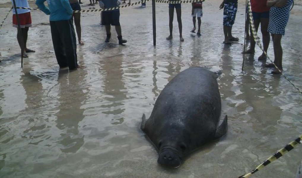Apresentando um ferimento na parte lateral, o peixe-boi Atol foi encontrado morto na praia central de São Miguel dos Milagres, Litoral Norte de Alagoas; ele foi levado para a base do Projeto Peixe-Boi em Itamaracá, Pernambuco, onde será feita a necropsia que apontará a causa da morte; com nove anos de vida, o macho tinha cerca de 350 kg e media 2,7 metros (Foto: Voney Malta) Apresentando um ferimento na parte lateral, o peixe-boi Atol foi encontrado morto na praia central de São Miguel dos Milagres, Litoral Norte de Alagoas; ele foi levado para a base do Projeto Peixe-Boi em Itamaracá, Pernambuco, onde será feita a necropsia que apontará a causa da morte; com nove anos de vida, o macho tinha cerca de 350 kg e media 2,7 metros