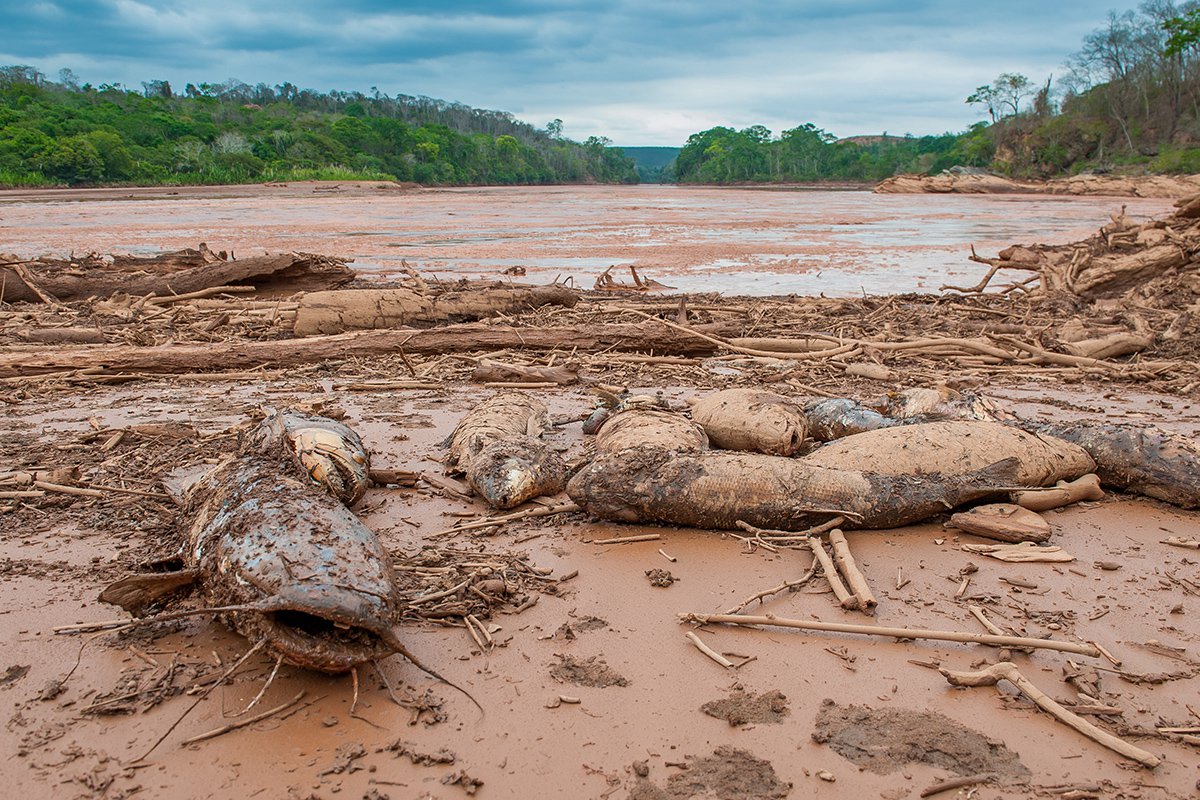 Instituto Brasileiro do Meio Ambiente e dos Recursos Renováveis (Ibama) já recolheu 9 toneladas de peixes mortos do leito do Rio Doce; ao todo, seis toneladas foram retiradas do trecho mineiro do Rio Doce e o volume restante foi recolhido ao longo do trecho do rio que corta o Estado do Espírito Santo; peixes morreram em decorrência do grande volume de lama que tomou conta do Rio Doce após o rompimento de uma barragem de rejeitos de minérios pertencente à mineradora Samarco (Foto: Paulo Emílio) Instituto Brasileiro do Meio Ambiente e dos Recursos Renováveis (Ibama) já recolheu 9 toneladas de peixes mortos do leito do Rio Doce; ao todo, seis toneladas foram retiradas do trecho mineiro do Rio Doce e o volume restante foi recolhido ao longo do trecho do rio que corta o Estado do Espírito Santo; peixes morreram em decorrência do grande volume de lama que tomou conta do Rio Doce após o rompimento de uma barragem de rejeitos de minérios pertencente à mineradora Samarco