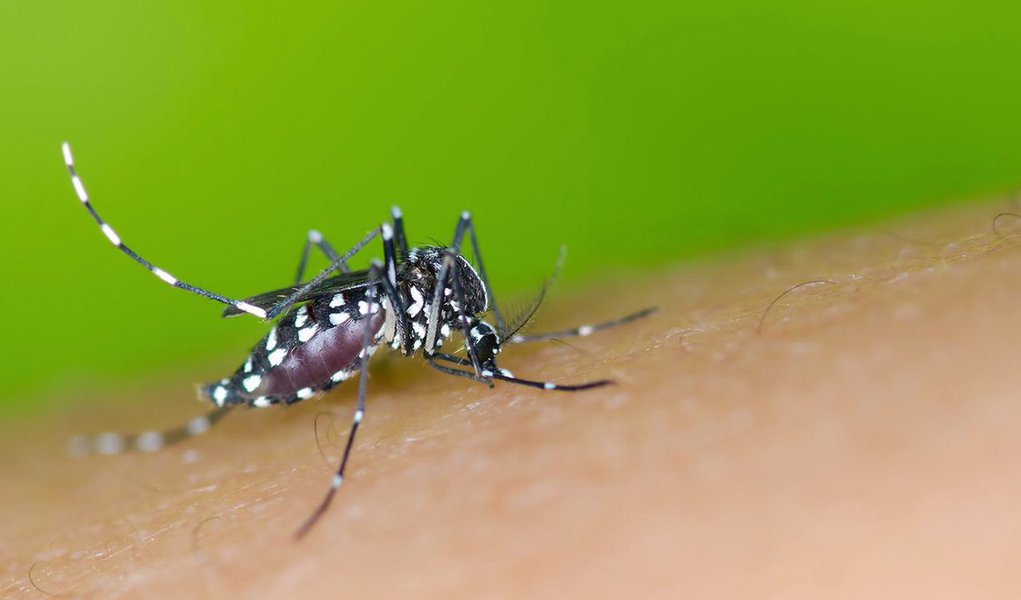 Dos 1.364 casos suspeitos de zika Vírus em Maceió, 11 atingiram gestantes, segundo a Secretaria Municipal de Saúde (SMS); os bairros do Poço, Ponta da Terra e Cruz das Almas, além da orla lagunar e dos conjuntos Salvador Lyra e Village Campestre são os que apresentam maior incidência; já com relação à dengue foram registrados 638 casos (Foto: Voney Malta) Dos 1.364 casos suspeitos de zika Vírus em Maceió, 11 atingiram gestantes, segundo a Secretaria Municipal de Saúde (SMS); os bairros do Poço, Ponta da Terra e Cruz das Almas, além da orla lagunar e dos conjuntos Salvador Lyra e Village Campestre são os que apresentam maior incidência; já com relação à dengue foram registrados 638 casos