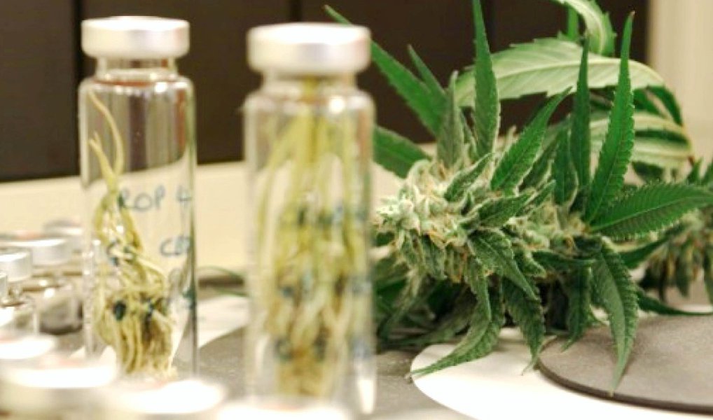 Agência Nacional de Vigilância Sanitária (Anvisa) autorizou a prescrição médica e a importação, por pessoa física, de medicamentos e produtos com canabidiol e tetrahidrocannabinol (THC) em sua formulação, desde que exclusivamente para uso próprio e para tratamento de saúde; agência, porém, alertou que "muitos desses produtos não são registrados como medicamentos em seus países de origem, não tendo sido, portanto, avaliados por qualquer autoridade sanitária competente. Assim sendo, não é possível garantir a dosagem adequada e a ausência de contaminantes e tampouco prever os possíveis efeitos adversos, o que implica riscos imprevisíveis para a saúde dos pacientes que os utilizarão" (Foto: Paulo Emílio) Agência Nacional de Vigilância Sanitária (Anvisa) autorizou a prescrição médica e a importação, por pessoa física, de medicamentos e produtos com canabidiol e tetrahidrocannabinol (THC) em sua formulação, desde que exclusivamente para uso próprio e para tratamento de saúde; agência, porém, alertou que "muitos desses produtos não são registrados como medicamentos em seus países de origem, não tendo sido, portanto, avaliados por qualquer autoridade sanitária competente. Assim sendo, não é possível garantir a dosagem adequada e a ausência de contaminantes e tampouco prever os possíveis efeitos adversos, o que implica riscos imprevisíveis para a saúde dos pacientes que os utilizarão"