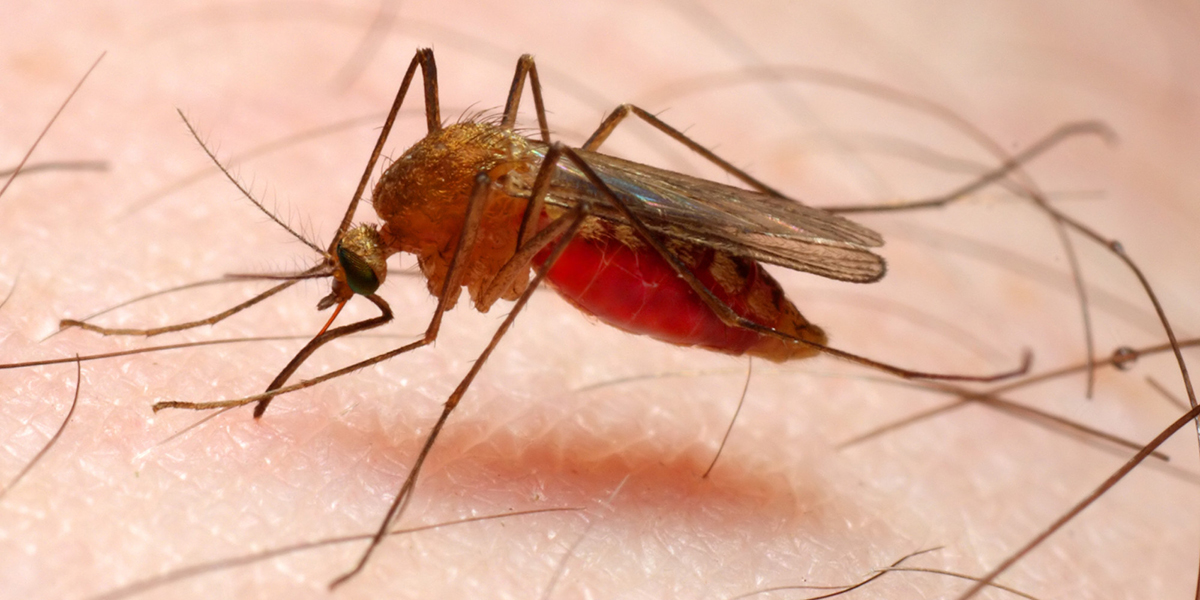 Anopheles mosquito - dangerous vehicle of infection; Shutterstock ID 21969283; PO: aol; Job: production; Client: drone (Foto: Leonardo Lucena) Anopheles mosquito - dangerous vehicle of infection; Shutterstock ID 21969283; PO: aol; Job: production; Client: drone