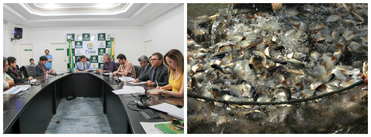 Através de uma parceria público-privada, será construído em 2017 o Complexo de Piscicultura do Piauí, cuja previsão é de que irá produzir 5 mil toneladas de peixes por ano; o empreendimento, que irá funcionar no município de Nazária, será instalado numa área de 50 hectares e contará com um frigorífico para o processamento dos pescados, uma fábrica com capacidade para produzir 20 toneladas de ração e um centro de produção de alevinos; previsão é que, em 2018, as primeiras unidades já entrem em operação (Foto: Voney Malta) Através de uma parceria público-privada, será construído em 2017 o Complexo de Piscicultura do Piauí, cuja previsão é de que irá produzir 5 mil toneladas de peixes por ano; o empreendimento, que irá funcionar no município de Nazária, será instalado numa área de 50 hectares e contará com um frigorífico para o processamento dos pescados, uma fábrica com capacidade para produzir 20 toneladas de ração e um centro de produção de alevinos; previsão é que, em 2018, as primeiras unidades já entrem em operação