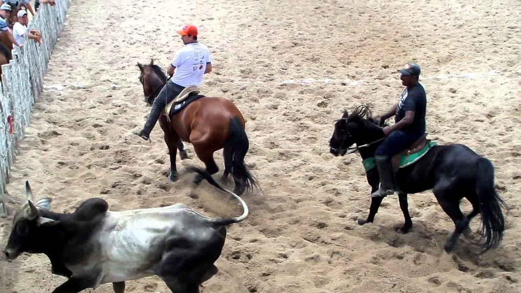 O projeto apresentado pelo senador Eunício Oliveira (PMDB-CE) exige presença de médico veterinário nas disputas para garantir a integridade dos animais, proíbe uso de acessórios que os maltratem, além de obrigar a colocação de protetor de cauda nos bovinos (Foto: Rodrigo Rocha) O projeto apresentado pelo senador Eunício Oliveira (PMDB-CE) exige presença de médico veterinário nas disputas para garantir a integridade dos animais, proíbe uso de acessórios que os maltratem, além de obrigar a colocação de protetor de cauda nos bovinos