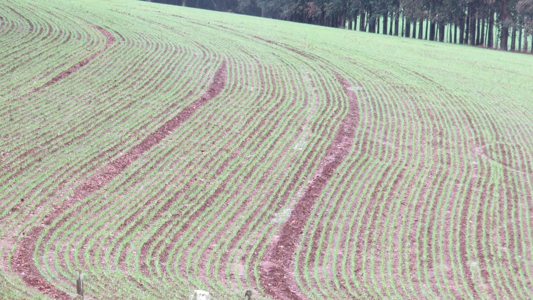 De acordo com o Informativo Conjuntural da Emater/RS-Ascar divulgado nesta semana, algumas lavouras apresentam bom estande de plantas e iniciam o perfilhamento, enquanto as mais tardias enfrentaram problemas de solo mais seco na germinação, contando com menor população de plantas. Segundo a EMATER os produtores esperam que, com a ocorrência das chuvas, haja um bom perfilhamento e que este compense a menor quantidade de plantas nascidas (Foto: Fatima 247) De acordo com o Informativo Conjuntural da Emater/RS-Ascar divulgado nesta semana, algumas lavouras apresentam bom estande de plantas e iniciam o perfilhamento, enquanto as mais tardias enfrentaram problemas de solo mais seco na germinação, contando com menor população de plantas. Segundo a EMATER os produtores esperam que, com a ocorrência das chuvas, haja um bom perfilhamento e que este compense a menor quantidade de plantas nascidas