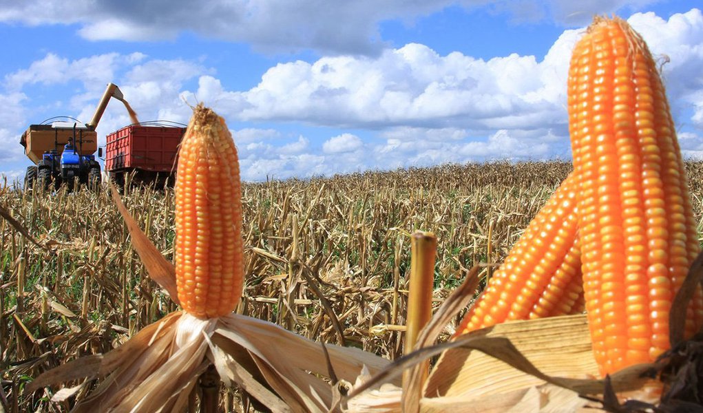 Dados do Levantamento Sistemático da Produção Agrícola (LSPA) divulgados pelo IBGE, foi verificado que, apesar da diminuição de 0,7% na previsão de crescimento para junho deste ano, o Maranhão deverá registrar acréscimo de 2,3%, na produção de grãos em julho de 2015 em comparação à safra de 2014, o que significa um aumento de 96,4 mil toneladas; dos sete produtos acompanhados e analisados pelo LSPA, somente as culturas do milho e do arroz deverão registrar redução na produção (Foto: Leonardo Lucena) Dados do Levantamento Sistemático da Produção Agrícola (LSPA) divulgados pelo IBGE, foi verificado que, apesar da diminuição de 0,7% na previsão de crescimento para junho deste ano, o Maranhão deverá registrar acréscimo de 2,3%, na produção de grãos em julho de 2015 em comparação à safra de 2014, o que significa um aumento de 96,4 mil toneladas; dos sete produtos acompanhados e analisados pelo LSPA, somente as culturas do milho e do arroz deverão registrar redução na produção