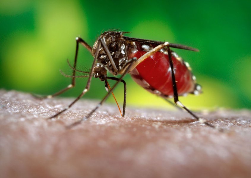 O Ministério da Saúde autorizou repasse de R$ 1,6 milhão para ações emergenciais de controle e prevenção da dengue, chikungunia e zika vírus na Bahia; as três doenças ocorrem simultaneamente e já são tratadas como tríplice epidemia; dados do último boletim da Secretaria de Saúde do Estado da Bahia, publicado na quinta-feira (6), mostram os registros de 53,5 mil casos suspeitos de dengue, 41,6 mil de zika vírus e 11,7 mil de chikungunya entre janeiro e o começo de agosto (Foto: Romulo Faro) O Ministério da Saúde autorizou repasse de R$ 1,6 milhão para ações emergenciais de controle e prevenção da dengue, chikungunia e zika vírus na Bahia; as três doenças ocorrem simultaneamente e já são tratadas como tríplice epidemia; dados do último boletim da Secretaria de Saúde do Estado da Bahia, publicado na quinta-feira (6), mostram os registros de 53,5 mil casos suspeitos de dengue, 41,6 mil de zika vírus e 11,7 mil de chikungunya entre janeiro e o começo de agosto