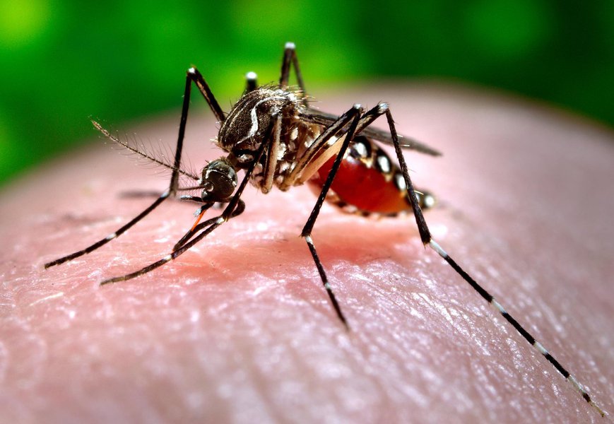 A Bahia continua liderando o número de casos de chikungunya e o índice não para de subir; dados da Secretaria de Saúde revelam que há 1.848 casos notificados da doença em 68 municípios, dos quais 27 notificaram mais de um caso suspeito; as cidades com maior número de casos confirmados da febre são Feira de Santana (1.271 casos notificados, com 563 confirmações) e Riachão do Jacuípe (391 casos notificados, 196 confirmações) (Foto: Romulo Faro) A Bahia continua liderando o número de casos de chikungunya e o índice não para de subir; dados da Secretaria de Saúde revelam que há 1.848 casos notificados da doença em 68 municípios, dos quais 27 notificaram mais de um caso suspeito; as cidades com maior número de casos confirmados da febre são Feira de Santana (1.271 casos notificados, com 563 confirmações) e Riachão do Jacuípe (391 casos notificados, 196 confirmações)
