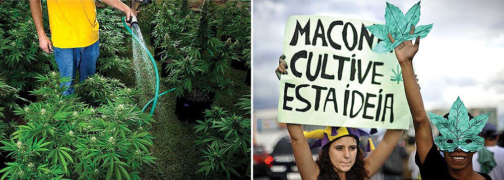 Efeitos terapêuticos comprovados de um lado, leis contraditórias e moralismos de outro, barram a necessária discussão sobre o uso da erva para fins diversos; na opinião de muitos consumidores, plantar a erva em casa é uma forma de não alimentar a cadeia econômica do tráfico de drogas armado, mas essa iniciativa ainda esbarra na atual Lei de Drogas, que dá brechas para que, uma vez flagrados, os plantadores caseiros sejam autuados como traficantes (Foto: Aquiles Lins) Efeitos terapêuticos comprovados de um lado, leis contraditórias e moralismos de outro, barram a necessária discussão sobre o uso da erva para fins diversos; na opinião de muitos consumidores, plantar a erva em casa é uma forma de não alimentar a cadeia econômica do tráfico de drogas armado, mas essa iniciativa ainda esbarra na atual Lei de Drogas, que dá brechas para que, uma vez flagrados, os plantadores caseiros sejam autuados como traficantes