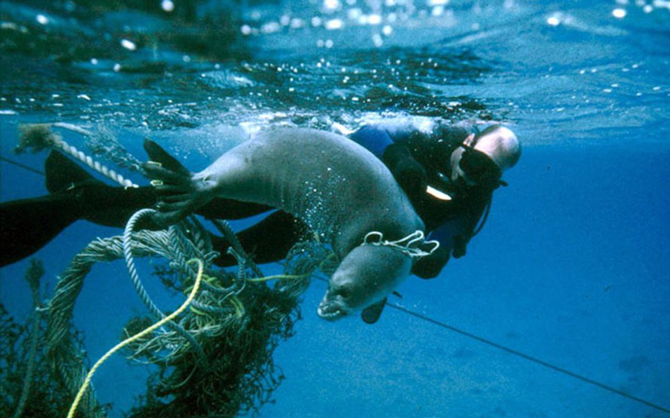 Cetáceos, gaivotas, tartarugas, peixes-boi, polvos e quimeras dos abismos. Flagrantes da vida marinha fotografados pela NOAA, a agência norte-americana que zela pelos oceanos e a atmosfera. (Foto: Gisele Federicce) Cetáceos, gaivotas, tartarugas, peixes-boi, polvos e quimeras dos abismos. Flagrantes da vida marinha fotografados pela NOAA, a agência norte-americana que zela pelos oceanos e a atmosfera.