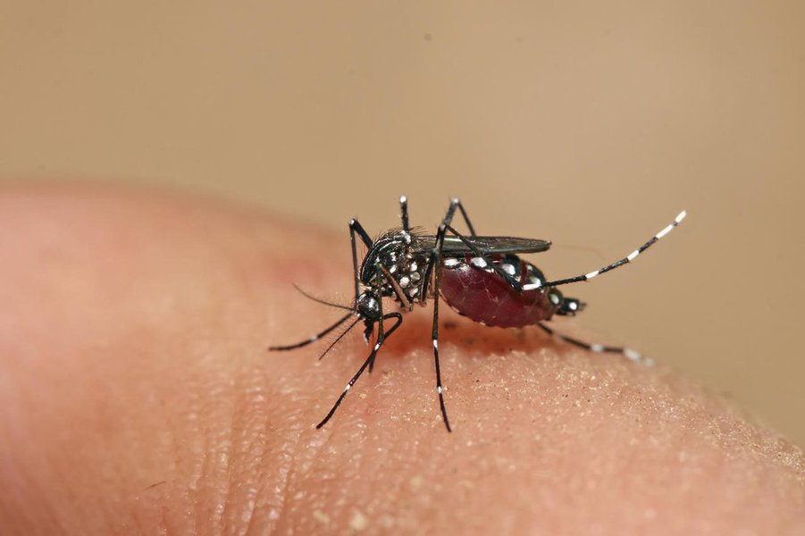 As autoridades de saúde de Pernambuco confirmaram o segundo caso da febre chikungunya no Estado; a paciente, uma agricultora residente em projeto agrícola do município de Petrolina, no Sertão pernambucano, teria contraído o vírus em agosto, durante uma viagem ao município baiano de Feira de Santana, que contabiliza o maior número de casos no país; antes, um outro caso foi registrado em Pernambuco por um cearense que estava de passagem pelo Recife e que teria contraído a doença na República Dominicana (Foto: Paulo Emílio) As autoridades de saúde de Pernambuco confirmaram o segundo caso da febre chikungunya no Estado; a paciente, uma agricultora residente em projeto agrícola do município de Petrolina, no Sertão pernambucano, teria contraído o vírus em agosto, durante uma viagem ao município baiano de Feira de Santana, que contabiliza o maior número de casos no país; antes, um outro caso foi registrado em Pernambuco por um cearense que estava de passagem pelo Recife e que teria contraído a doença na República Dominicana