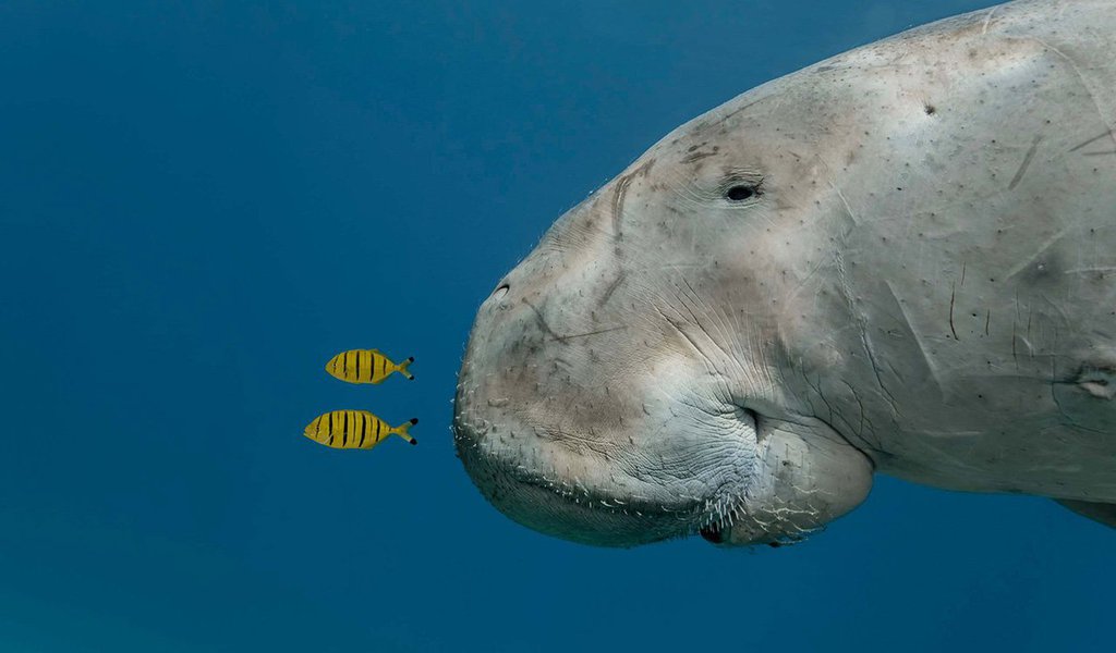 Promovido pela BBC e pelo Museu de Ciências Naturais de Londres, o Wildlife Photographer of the Year é o mais prestigioso prêmio para fotografias de animais, plantas e o mundo natural em geral (Foto: Gisele Federicce) www.brasil247.com - Promovido pela BBC e pelo Museu de Ciências Naturais de Londres, o Wildlife Photographer of the Year é o mais prestigioso prêmio para fotografias de animais, plantas e o mundo natural em geral
