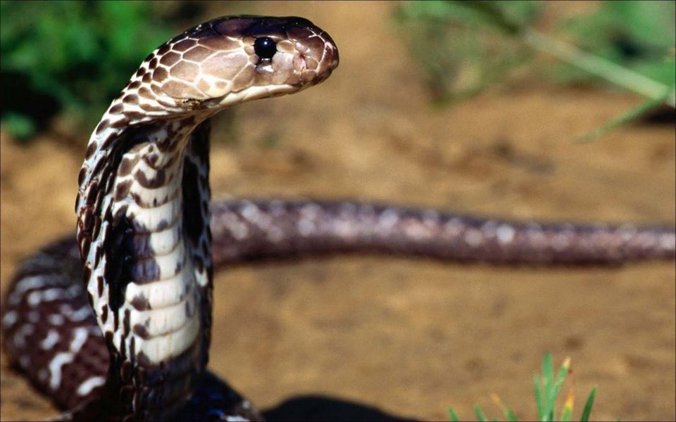 Estamos diante do ovo da serpente, que nos antecipa, no presente, o que o futuro no reserva. Resta-nos enxergar as saídas que nos distanciem da premonição do que está sendo gestado (Foto: Roberto Amaral) Estamos diante do ovo da serpente, que nos antecipa, no presente, o que o futuro no reserva. Resta-nos enxergar as saídas que nos distanciem da premonição do que está sendo gestado