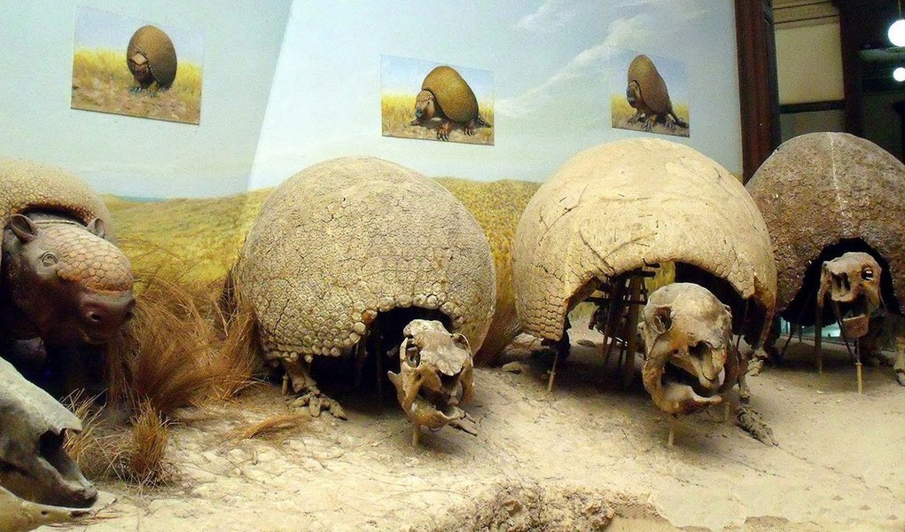 Grandes peças expostas em museus geralmente são vistas de baixo para cima. Mas agora um drone filmou as coleções do Museu de História Natural de La Plata, na Argentina, revelando perspectivas inéditas e belíssimas. Confira o vídeo no final da matéria (Foto: Gisele Federicce) Grandes peças expostas em museus geralmente são vistas de baixo para cima. Mas agora um drone filmou as coleções do Museu de História Natural de La Plata, na Argentina, revelando perspectivas inéditas e belíssimas. Confira o vídeo no final da matéria