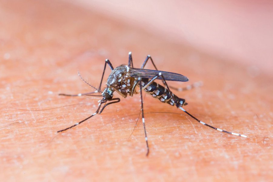 Dados do Ministério da Saúde revelam que o Estado de São Paulo já tem mais casos do que o suficiente para ser enquadrado em situação de epidemia de dengue; apenas de janeiro a março deste ano foram registrados 258 mil casos; a Organização Mundial de Saúde adota essa classificação para lugares com mais de 300 casos da doença por 100 mil habitantes; último balanço, feito no começo de março, revela que São Paulo tinha 281 registros a cada 100 mil habitantes; a proporção atual já é de 585 e o estado concentra metade dos casos do país (Foto: Romulo Faro) Dados do Ministério da Saúde revelam que o Estado de São Paulo já tem mais casos do que o suficiente para ser enquadrado em situação de epidemia de dengue; apenas de janeiro a março deste ano foram registrados 258 mil casos; a Organização Mundial de Saúde adota essa classificação para lugares com mais de 300 casos da doença por 100 mil habitantes; último balanço, feito no começo de março, revela que São Paulo tinha 281 registros a cada 100 mil habitantes; a proporção atual já é de 585 e o estado concentra metade dos casos do país
