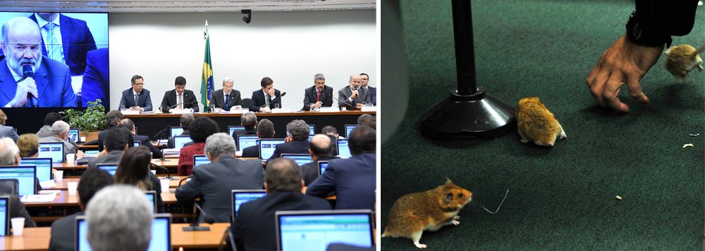 Identificado como Marcio Martins Oliveira, ele exercia um "cargo de natureza especial" (de livre nomeação) na segunda vice-presidência da Câmara; o funcionário soltou dois ratos, dois hamsters e um esquilo da Mongólia no plenário onde estava o tesoureiro do PT, João Vaccari Neto, que presta depoimento hoje à CPI da Petrobras; deputado Valmir Parscidelli (PT-SP) quer imagens do circuito interno para saber como os roedores entraram na Casa (Foto: Gisele Federicce) Identificado como Marcio Martins Oliveira, ele exercia um "cargo de natureza especial" (de livre nomeação) na segunda vice-presidência da Câmara; o funcionário soltou dois ratos, dois hamsters e um esquilo da Mongólia no plenário onde estava o tesoureiro do PT, João Vaccari Neto, que presta depoimento hoje à CPI da Petrobras; deputado Valmir Parscidelli (PT-SP) quer imagens do circuito interno para saber como os roedores entraram na Casa