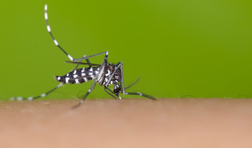 A Secretaria Estadual de Saúde confirmou a primeira morte por dengue em Minas Gerais neste ano; a vítima é um homem de 64 anos, morador da cidade de Iguatama, no Centro-Oeste do estado; de acordo com a pasta, até o momento foram confirmados 2.862 casos da doença em 2015 (Foto: Leonardo Lucena) A Secretaria Estadual de Saúde confirmou a primeira morte por dengue em Minas Gerais neste ano; a vítima é um homem de 64 anos, morador da cidade de Iguatama, no Centro-Oeste do estado; de acordo com a pasta, até o momento foram confirmados 2.862 casos da doença em 2015