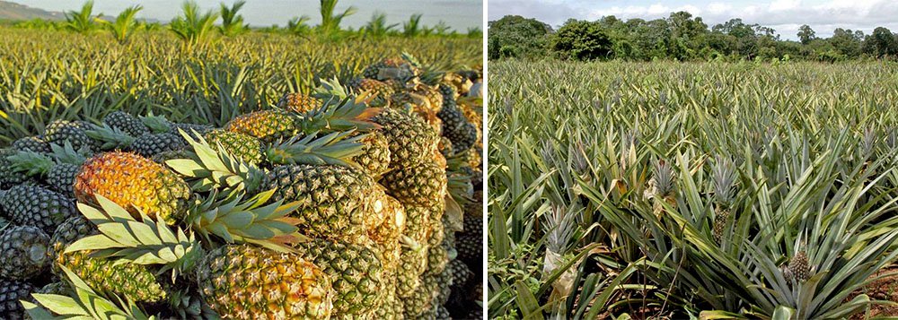 Os agricultores familiares representam 40% dos produtores de abacaxi do Tocantins, cultivando cerca de 35 milhões de frutos por ano, em 1.400 hectares; agricultores tocantinenses cultivam em torno de 1,5 a 2 hectares, numa média de 25 mil frutos por hectare; segundo estimativas do governo do Estado, cerca de 800 agricultores estão conquistando novos mercados e aumentando sua produção, por meio da capacitação técnica do Instituto de Desenvolvimento Rural do Estado do Tocantins (Ruraltins) (Foto: Aquiles Lins) Os agricultores familiares representam 40% dos produtores de abacaxi do Tocantins, cultivando cerca de 35 milhões de frutos por ano, em 1.400 hectares; agricultores tocantinenses cultivam em torno de 1,5 a 2 hectares, numa média de 25 mil frutos por hectare; segundo estimativas do governo do Estado, cerca de 800 agricultores estão conquistando novos mercados e aumentando sua produção, por meio da capacitação técnica do Instituto de Desenvolvimento Rural do Estado do Tocantins (Ruraltins)