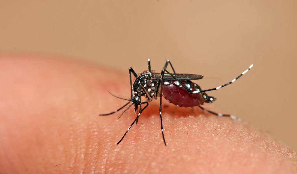 A Superintendência de Vigilância Epidemiológica da Secretaria de Estado da Saúde (Sesau) registrou, até 1º de setembro, 19 mortes suspeitas de terem sido causadas pela dengue; este ano foram notificados 12.138 casos suspeitos da doença nos 101 dos 102 municípios; em três deles há situação de alerta para a epidemia (Foto: Voney Malta) A Superintendência de Vigilância Epidemiológica da Secretaria de Estado da Saúde (Sesau) registrou, até 1º de setembro, 19 mortes suspeitas de terem sido causadas pela dengue; este ano foram notificados 12.138 casos suspeitos da doença nos 101 dos 102 municípios; em três deles há situação de alerta para a epidemia
