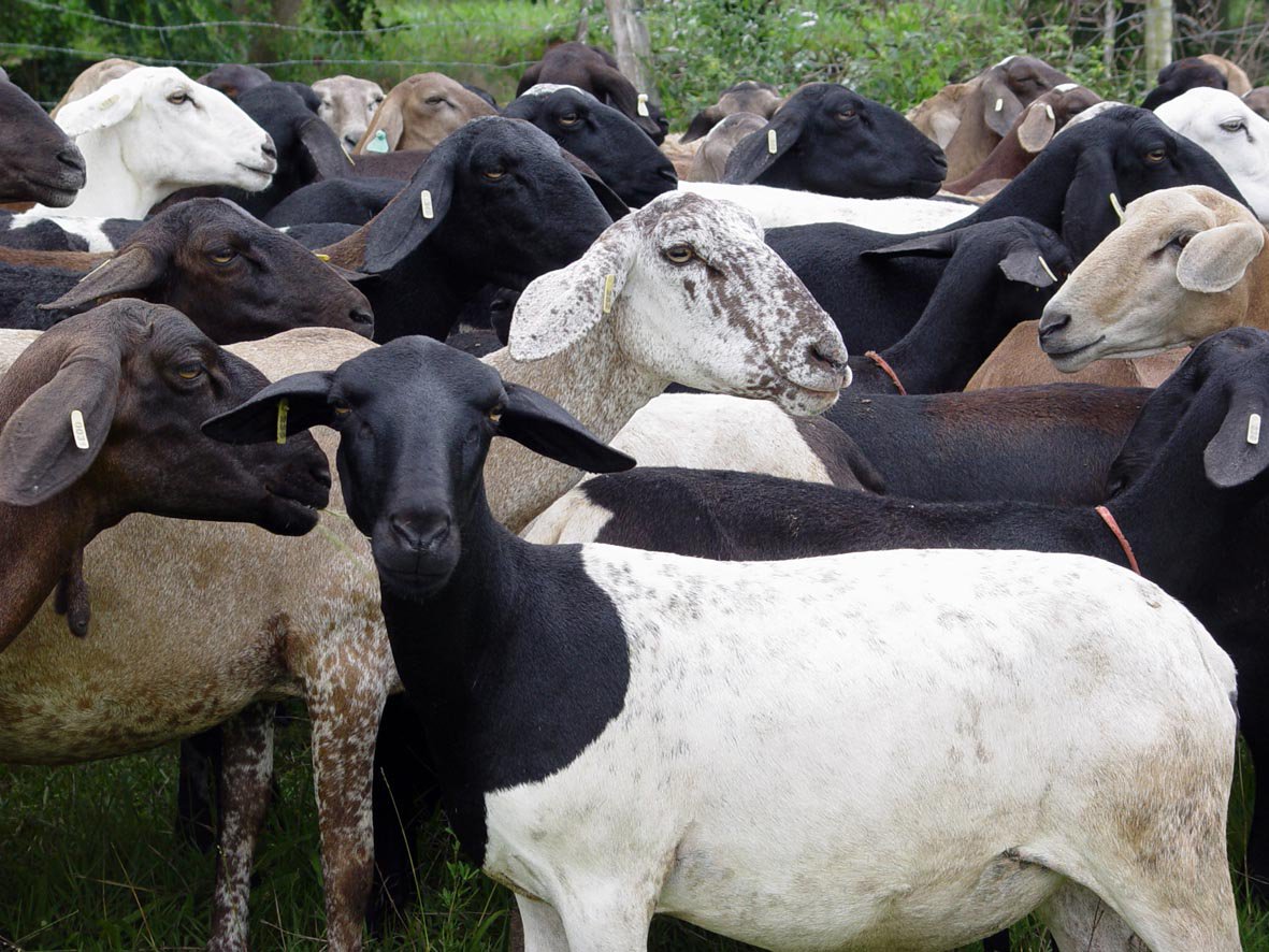 A partir daí estará em funcionamento o Núcleo de Bioeficiência para Produção Animal na Caatinga e no Semiárido e o Núcleo de Treinamento e Capacitação (Nutec), que é formado por cinco laboratórios: Nutrição Animal, Solos, Forragicultura, Respirometria e Eficiência Alimentar e vai permitir o avanço em pesquisas sobre temas como o melhoramento genético de plantas forrageiras para o Semiárido, assessoramento para produtores rurais sobre alimentação de caprinos e ovinos, eficiência alimentar dos rebanhos e recuperação de solos degradados (Foto: Renata Paiva) A partir daí estará em funcionamento o Núcleo de Bioeficiência para Produção Animal na Caatinga e no Semiárido e o Núcleo de Treinamento e Capacitação (Nutec), que é formado por cinco laboratórios: Nutrição Animal, Solos, Forragicultura, Respirometria e Eficiência Alimentar e vai permitir o avanço em pesquisas sobre temas como o melhoramento genético de plantas forrageiras para o Semiárido, assessoramento para produtores rurais sobre alimentação de caprinos e ovinos, eficiência alimentar dos rebanhos e recuperação de solos degradados