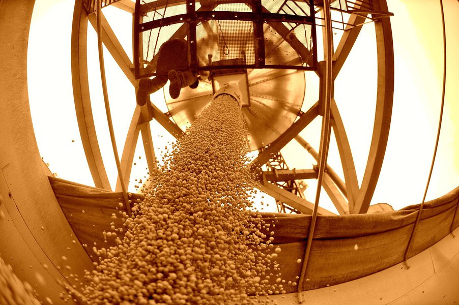 Os dados fazem parte do Levantamento Sistemático da Produção Agrícola de fevereiro, divulgada nesta terça-feira (10), pelo Instituto Brasileiro de Geografia e Estatística (IBGE). Apesar da manutenção das expectativas de safra recorde, quando comparada às previsões de janeiro, os números indicam uma queda de 1,8 milhão de toneladas (-0,9%) (Foto: Renata Paiva) Os dados fazem parte do Levantamento Sistemático da Produção Agrícola de fevereiro, divulgada nesta terça-feira (10), pelo Instituto Brasileiro de Geografia e Estatística (IBGE). Apesar da manutenção das expectativas de safra recorde, quando comparada às previsões de janeiro, os números indicam uma queda de 1,8 milhão de toneladas (-0,9%)