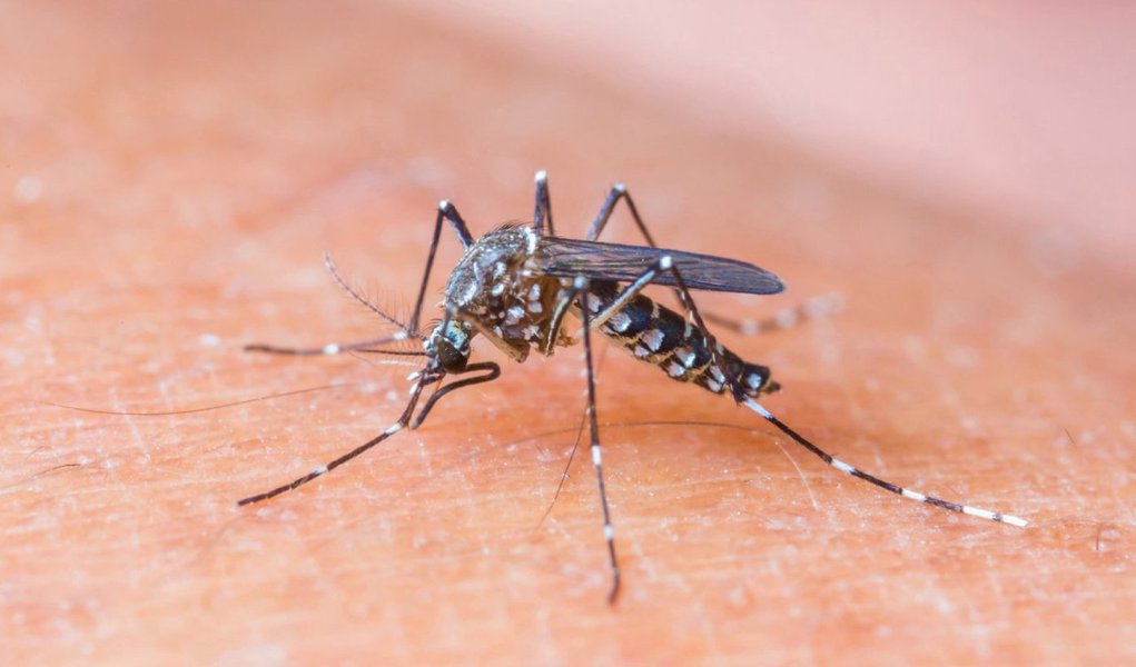 A prefeitura da capital paulista confirmou nesta quinta (9) que mais duas pessoas morreram no município em decorrência da dengue; desde o início do ano, a cidade totaliza quatro óbitos causados pela doença; as duas mortes confirmadas são de duas mulheres: uma de 27 anos, moradora de Lajeado (zona leste), falecida no último dia 19; e de uma residente do bairro Grajaú (zona sul), de 41 anos, que morreu no dia 31; o município registra, de 4 de janeiro até o dia 21 de março, 8.063 casos confirmados da doença, 2,5 vezes a quantidade registrada no mesmo período do ano passado (Foto: Valter Lima) A prefeitura da capital paulista confirmou nesta quinta (9) que mais duas pessoas morreram no município em decorrência da dengue; desde o início do ano, a cidade totaliza quatro óbitos causados pela doença; as duas mortes confirmadas são de duas mulheres: uma de 27 anos, moradora de Lajeado (zona leste), falecida no último dia 19; e de uma residente do bairro Grajaú (zona sul), de 41 anos, que morreu no dia 31; o município registra, de 4 de janeiro até o dia 21 de março, 8.063 casos confirmados da doença, 2,5 vezes a quantidade registrada no mesmo período do ano passado