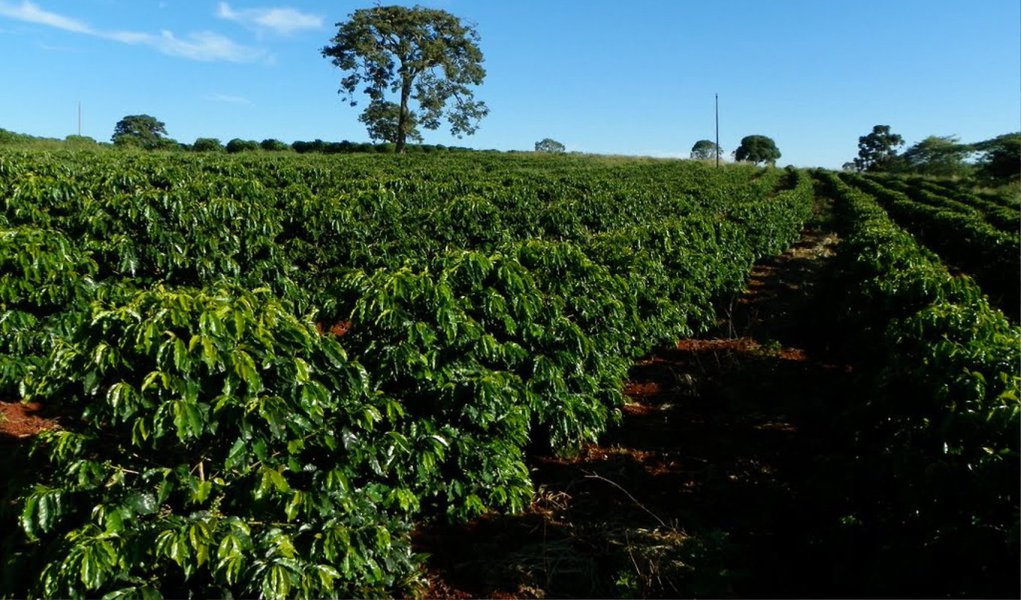 No primeiro bimestre, destacam-se os resultados obtidos com a comercialização externa do café, que somou US$ 716 milhões, indicando aumento de 49,2% em relação ao registrado nos dois primeiros meses do ano anterior; a receita das exportações mineiras do agronegócio, no primeiro bimestre de 2015, somou US$ 1,1 bilhão, valor 12,5% superior ao registrado no mesmo período do ano passado (Foto: Luis Mauro Queiroz) No primeiro bimestre, destacam-se os resultados obtidos com a comercialização externa do café, que somou US$ 716 milhões, indicando aumento de 49,2% em relação ao registrado nos dois primeiros meses do ano anterior; a receita das exportações mineiras do agronegócio, no primeiro bimestre de 2015, somou US$ 1,1 bilhão, valor 12,5% superior ao registrado no mesmo período do ano passado