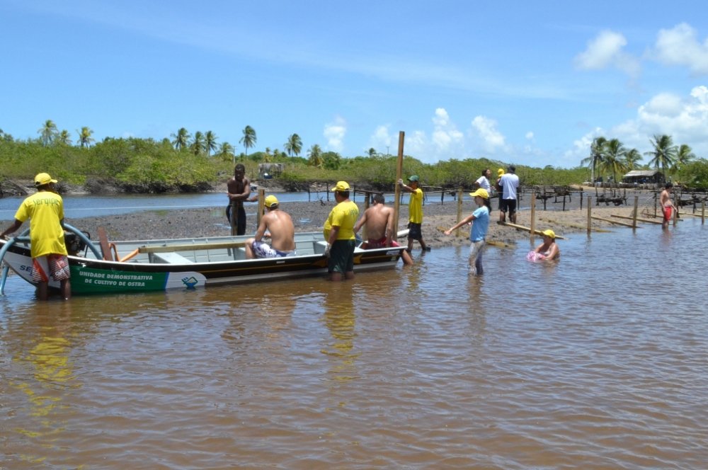 Um estudo pioneiro desenvolvido pelo Sebrae pretende avaliar a viabilidade de três sistemas de cultivo de ostras em Sergipe; a meta é identificar qual modelo se adapta melhor às condições naturais da região e disseminá-lo junto aos produtores locais e dos estados de Alagoas, Rio Grande do Norte, Maranhão, Paraíba e Bahia; “O que estamos buscando com o experimento é poder indicar aos empreendedores que desejarem investir na atividade qual o melhor sistema de cultivo para essa região. A proposta é ampliar as chances de sucesso do investimento em ostras no estado, já que possuímos uma riqueza imensa de estuários que ainda não é explorada”, explica a analista Maria Lúcia Alves (Foto: Valter Lima) Um estudo pioneiro desenvolvido pelo Sebrae pretende avaliar a viabilidade de três sistemas de cultivo de ostras em Sergipe; a meta é identificar qual modelo se adapta melhor às condições naturais da região e disseminá-lo junto aos produtores locais e dos estados de Alagoas, Rio Grande do Norte, Maranhão, Paraíba e Bahia; “O que estamos buscando com o experimento é poder indicar aos empreendedores que desejarem investir na atividade qual o melhor sistema de cultivo para essa região. A proposta é ampliar as chances de sucesso do investimento em ostras no estado, já que possuímos uma riqueza imensa de estuários que ainda não é explorada”, explica a analista Maria Lúcia Alves