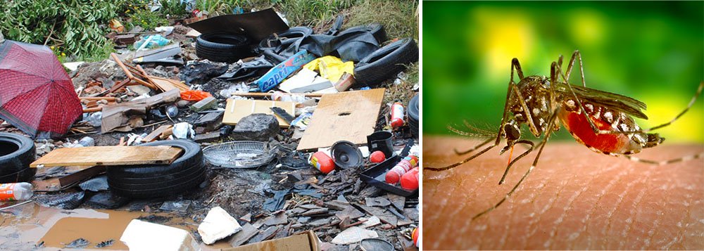 Quase metade (48%) dos criadouros do mosquito Aedes aegypti, transmissor da doença, localiza-se no lixo; os outros são reservatórios de água ao nível do solo (17%), pequenos depósitos móveis, como vasos de plantas, bebedouros de animais e baldes (14%), pneus (10%), pequenos depósitos fixos, como calhas, lajes, vasos sanitários e ralos de banheiro (6%), criadouros naturais, ocos de árvores, ocos em pedras, flores (3%) e reservatórios de água elevados (2%); no Estado o índice de infestação identificados é de alto risco em 29 municípios e de alerta em 100 (Foto: Realle Palazzo-Martini) Quase metade (48%) dos criadouros do mosquito Aedes aegypti, transmissor da doença, localiza-se no lixo; os outros são reservatórios de água ao nível do solo (17%), pequenos depósitos móveis, como vasos de plantas, bebedouros de animais e baldes (14%), pneus (10%), pequenos depósitos fixos, como calhas, lajes, vasos sanitários e ralos de banheiro (6%), criadouros naturais, ocos de árvores, ocos em pedras, flores (3%) e reservatórios de água elevados (2%); no Estado o índice de infestação identificados é de alto risco em 29 municípios e de alerta em 100