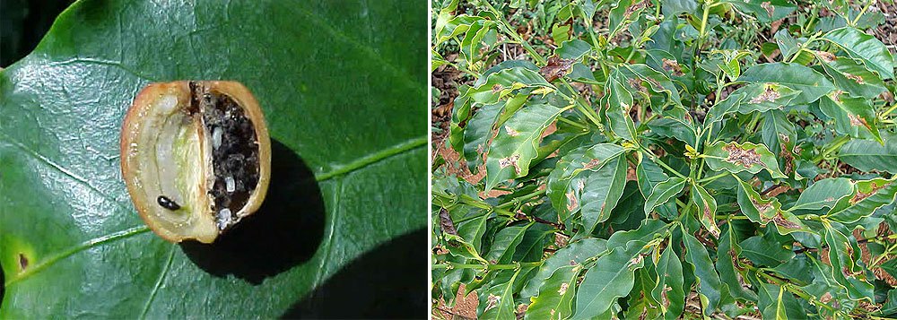 O Ministério da Agricultura decretou emergência fitossanitária em Minas Gerais devido ao risco iminente de surto da infestação por broca-do-café, um inseto que ataca plantações de café; no decreto, publicado nesta quinta-feira no Diário Oficial da União, o ministério justifica a emergência devido à gravidade do problema, já que a praga tem "ciclo curto e grande capacidade de proliferação" (Foto: Leonardo Lucena) O Ministério da Agricultura decretou emergência fitossanitária em Minas Gerais devido ao risco iminente de surto da infestação por broca-do-café, um inseto que ataca plantações de café; no decreto, publicado nesta quinta-feira no Diário Oficial da União, o ministério justifica a emergência devido à gravidade do problema, já que a praga tem "ciclo curto e grande capacidade de proliferação"