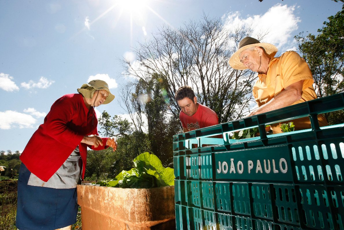 Agricultura Familiar. familia de Jo�o Paulo e seus pais na horta, em Arapongas, produz para a merenda escolar. Arapongas, 24-09-13. Foto: Hedeson Alves (Foto: José Barbacena) Agricultura Familiar. familia de Jo�o Paulo e seus pais na horta, em Arapongas, produz para a merenda escolar. Arapongas, 24-09-13. Foto: Hedeson Alves
