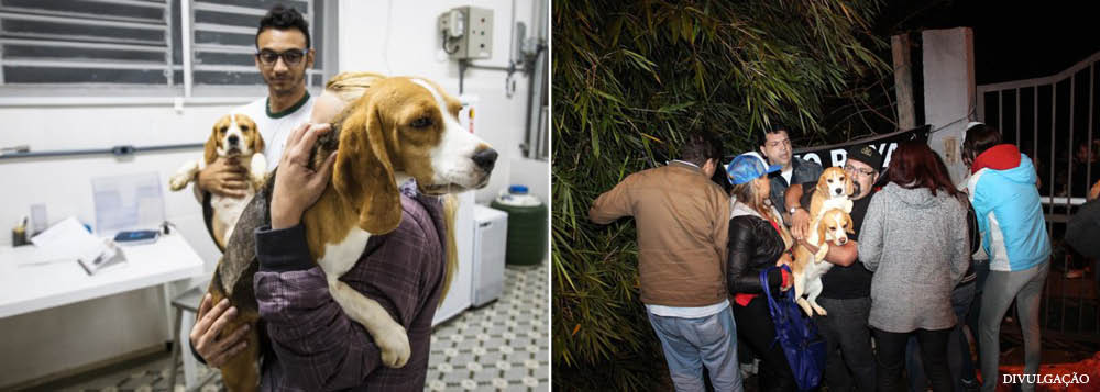 A Sociedade Brasileira para o Progresso da Ciência considera que a invasão do Instituto Royal, em São Roque, por ativistas que defendem os animais, revelou o desconhecimento das pessoas sobre a importância do uso de animais para o desenvolvimento de novos medicamentos e tratamentos para o ser humano e para outras espécies; segundo a comunidade científica, o Instituto Royal já realizou diversas pesquisas que contribuíram para o desenvolvimento de novos medicamentos; na noite de quinta-feira, cachorros da raça beagle foram resgatados (Foto: Leonardo Attuch) www.brasil247.com - A Sociedade Brasileira para o Progresso da Ciência considera que a invasão do Instituto Royal, em São Roque, por ativistas que defendem os animais, revelou o desconhecimento das pessoas sobre a importância do uso de animais para o desenvolvimento de novos medicamentos e tratamentos para o ser humano e para outras espécies; segundo a comunidade científica, o Instituto Royal já realizou diversas pesquisas que contribuíram para o desenvolvimento de novos medicamentos; na noite de quinta-feira, cachorros da raça beagle foram resgatados