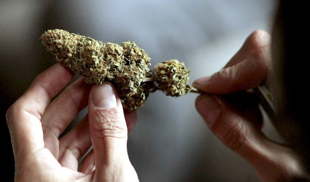 Usuários da Cannabis Sativa pagarão o valor de US$ 1 por cada grama, segundo anunciaram nessa sexta-feira, 2, as autoridades uruguaias, ao apresentar os detalhes da aplicação da lei que regula o mercado; um máximo de 10 hectares da erva vai ser plantado sob licença oficial; Uruguai aprovou, em dezembro de 2013, um plano inédito para legalizar a produção e venda de maconha (Foto: Aquiles Lins) www.brasil247.com - Usuários da Cannabis Sativa pagarão o valor de US$ 1 por cada grama, segundo anunciaram nessa sexta-feira, 2, as autoridades uruguaias, ao apresentar os detalhes da aplicação da lei que regula o mercado; um máximo de 10 hectares da erva vai ser plantado sob licença oficial; Uruguai aprovou, em dezembro de 2013, um plano inédito para legalizar a produção e venda de maconha