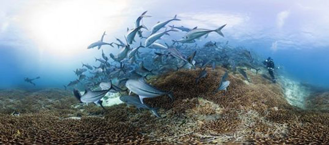 Viva um snorkeling virtual no fundo de algumas das barreiras coralinas mais espetaculares do mundo. Saiba por que elas estão seriamente ameaçadas pela poluição e as mudanças climáticas (Foto: Gisele Federicce) Viva um snorkeling virtual no fundo de algumas das barreiras coralinas mais espetaculares do mundo. Saiba por que elas estão seriamente ameaçadas pela poluição e as mudanças climáticas