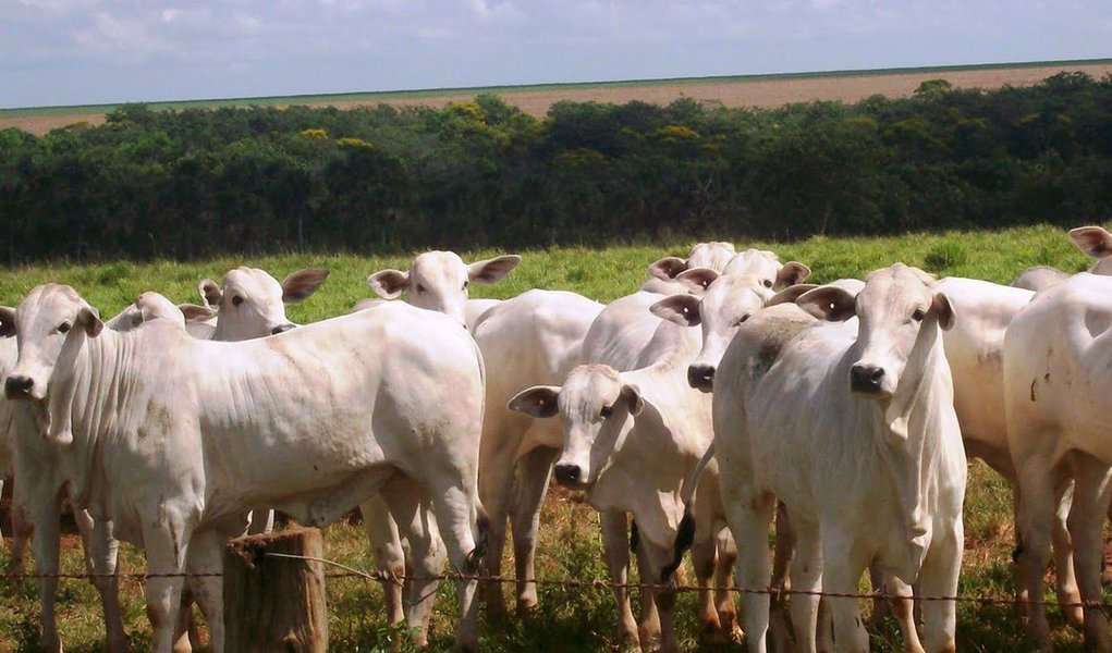 O Produto Interno Bruto (PIB) do Rio Grande do Sul cresceu 5,8%, de acordo com dados Fundação de Economia e Estatística (FEE); o percentual ficou abaixo das expectativas do governo gaúcho, que previu um crescimento entre 6,6% e 6,8%; em valores absolutos, a soma das riquezas gaúchas alcançou R$ 310,5 bilhões e a participação do estado no PIB nacional caiu de 6,42% contra 6,21% em 2012 (Foto: Leonardo Lucena) O Produto Interno Bruto (PIB) do Rio Grande do Sul cresceu 5,8%, de acordo com dados Fundação de Economia e Estatística (FEE); o percentual ficou abaixo das expectativas do governo gaúcho, que previu um crescimento entre 6,6% e 6,8%; em valores absolutos, a soma das riquezas gaúchas alcançou R$ 310,5 bilhões e a participação do estado no PIB nacional caiu de 6,42% contra 6,21% em 2012