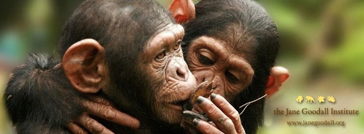Vídeo comovente da soltura de uma chimpanzé tratada no instituto de Jane Goodall, a célebre etologista inglesa e uma das maiores especialistas desses primatas em todo o mundo (Foto: Gisele Federicce) Vídeo comovente da soltura de uma chimpanzé tratada no instituto de Jane Goodall, a célebre etologista inglesa e uma das maiores especialistas desses primatas em todo o mundo