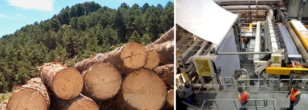 A empresa de reflorestamento Eco Brasil Florestas está desenvolvendo projeto para implantar unidade industrial de celulose no Tocantins; serão investidos R$ 5 bilhões na indústria, que deverá gerar 10 mil empregos no estado; o diretor de operações da empresa, Romeu Alberti Sobrinho, destaca os motivos de selecionar o Tocantins para ter uma filial da Eco Brasil Florestas; "A escolha do Tocantins foi devido a localização geográfica, malha rodoviária, ferroviária e futuramente hidroviária, e também disponibilidade de áreas e condições climáticas", pontua (Foto: Aquiles Lins) A empresa de reflorestamento Eco Brasil Florestas está desenvolvendo projeto para implantar unidade industrial de celulose no Tocantins; serão investidos R$ 5 bilhões na indústria, que deverá gerar 10 mil empregos no estado; o diretor de operações da empresa, Romeu Alberti Sobrinho, destaca os motivos de selecionar o Tocantins para ter uma filial da Eco Brasil Florestas; "A escolha do Tocantins foi devido a localização geográfica, malha rodoviária, ferroviária e futuramente hidroviária, e também disponibilidade de áreas e condições climáticas", pontua