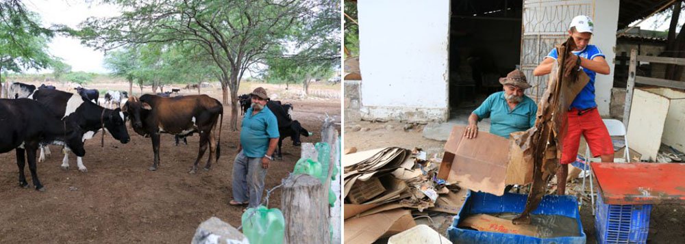 O agricultor Miguel Ramalho está alimentando o seu rebanho misturando capim com papelão e melaço. Esta foi a forma encontrada por ele para sobreviver a maior estiagem dos últimos 70 anos em Alagoas (Foto: Voney Malta) O agricultor Miguel Ramalho está alimentando o seu rebanho misturando capim com papelão e melaço. Esta foi a forma encontrada por ele para sobreviver a maior estiagem dos últimos 70 anos em Alagoas