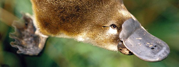 Mas que bicho é esse? perguntaram, espantados, os zoólogos europeus quando conheceram esse curioso animal australiano. Ele parece ser um raríssimo exemplo de conjunção evolutiva na qual várias ordens de animais se misturam (Foto: Gisele Federicce) Mas que bicho é esse? perguntaram, espantados, os zoólogos europeus quando conheceram esse curioso animal australiano. Ele parece ser um raríssimo exemplo de conjunção evolutiva na qual várias ordens de animais se misturam