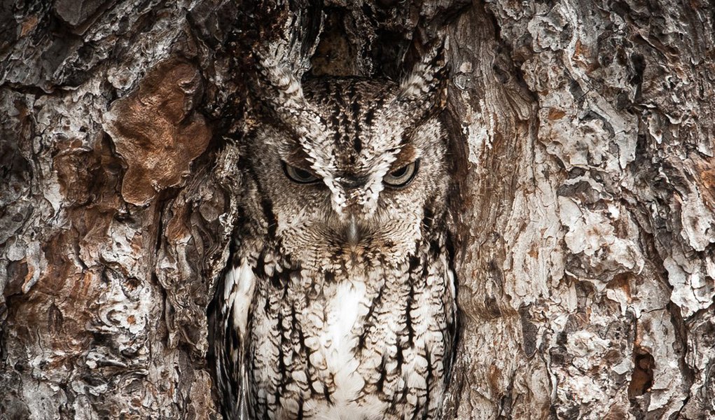 Bicho-folha, peixe transparente, camaleão furta-cor: a natureza lança mão de uma incrível criatividade para que muitos animais escapem à atenção de seus predadores tornando-se praticamente invisíveis. É a capacidade do mimetismo (Foto: Gisele Federicce) Bicho-folha, peixe transparente, camaleão furta-cor: a natureza lança mão de uma incrível criatividade para que muitos animais escapem à atenção de seus predadores tornando-se praticamente invisíveis. É a capacidade do mimetismo