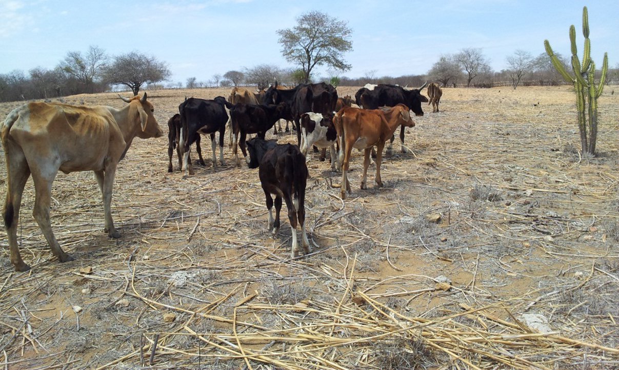 A renegociação de dívidas de agricultores familiares e empresariais dos estados do semiárido brasileiro encerrou o ano com R$ 1,3 bilhão em débitos liquidados e 114,9 mil operações renegociadas; a Bahia foi responsável pela maior parte desse volume, com R$ 250 milhões renegociados (Foto: Romulo Faro) A renegociação de dívidas de agricultores familiares e empresariais dos estados do semiárido brasileiro encerrou o ano com R$ 1,3 bilhão em débitos liquidados e 114,9 mil operações renegociadas; a Bahia foi responsável pela maior parte desse volume, com R$ 250 milhões renegociados