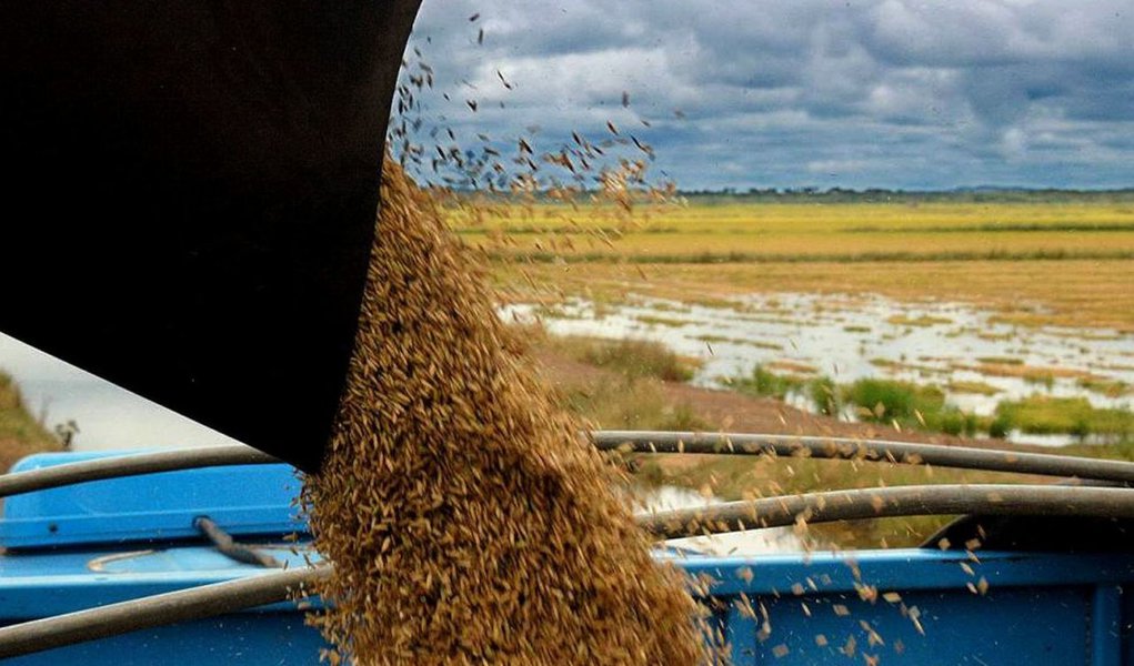 Safra 2013/2014 deve superar os 565 mil toneladas, segundo estimativa da Companhia Nacional de Abastecimento (Conab); com uma área plantada de mais de 116 mil hectares e produtividade que supera as 4,7 toneladas de arroz por hectare, o Tocantins fica atrás apenas do Rio Grande do Sul e Santa Catarina na produção do grão; tamanho potencial fez com que uma comitiva com representantes de sete países africanos viesse ao Tocantins para conhecer a cadeia produtiva e os sistemas de irrigação no cultivo de arroz (Foto: Aquiles Lins) Safra 2013/2014 deve superar os 565 mil toneladas, segundo estimativa da Companhia Nacional de Abastecimento (Conab); com uma área plantada de mais de 116 mil hectares e produtividade que supera as 4,7 toneladas de arroz por hectare, o Tocantins fica atrás apenas do Rio Grande do Sul e Santa Catarina na produção do grão; tamanho potencial fez com que uma comitiva com representantes de sete países africanos viesse ao Tocantins para conhecer a cadeia produtiva e os sistemas de irrigação no cultivo de arroz