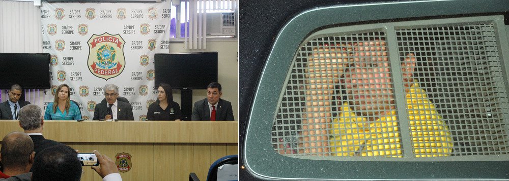 Investigações do Departamento de Combate ao Crime Contra a Ordem Tributária e Administração Pública (Deotap) da Polícia Civil de Sergipe constataram em três inquéritos policiais instaurados ao longo de um ano de trabalho, que o ex-prefeito de Capela, Manoel Messias Sukita Santos (PSB) e mais três pessoas do seu núcleo familiar e profissional foram os responsáveis pelo desvio de cerca de R$ 3 milhões das contas da prefeitura da cidade; todos foram presos nesta terça (3); Sukita foi encaminhado para o presídio de São Cristóvão, onde deverá ficar em cela comum, uma vez que não possui nível Superior (Foto: Valter Lima) Investigações do Departamento de Combate ao Crime Contra a Ordem Tributária e Administração Pública (Deotap) da Polícia Civil de Sergipe constataram em três inquéritos policiais instaurados ao longo de um ano de trabalho, que o ex-prefeito de Capela, Manoel Messias Sukita Santos (PSB) e mais três pessoas do seu núcleo familiar e profissional foram os responsáveis pelo desvio de cerca de R$ 3 milhões das contas da prefeitura da cidade; todos foram presos nesta terça (3); Sukita foi encaminhado para o presídio de São Cristóvão, onde deverá ficar em cela comum, uma vez que não possui nível Superior