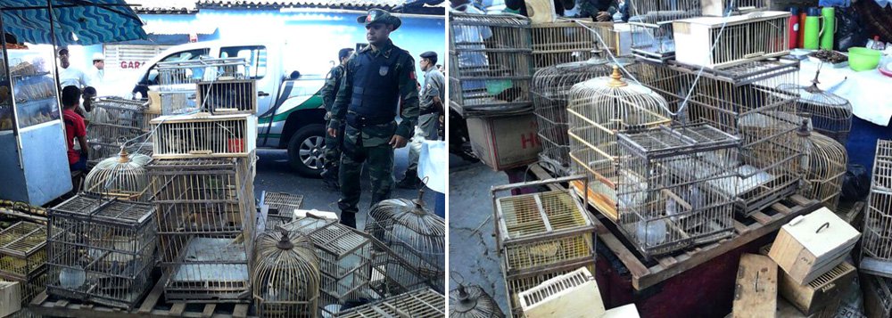 Uma operação do Batalhão de Polícia Ambiental (BPA) apreendeu mais de 200 pássaros de pequeno porte em Arapiraca, no Agreste de Alagoas. As pessoas que estavam comercializando os animais conseguiram fugir. As aves foram levadas para a sede do Ibama, em Maceió (Foto: Voney Malta) Uma operação do Batalhão de Polícia Ambiental (BPA) apreendeu mais de 200 pássaros de pequeno porte em Arapiraca, no Agreste de Alagoas. As pessoas que estavam comercializando os animais conseguiram fugir. As aves foram levadas para a sede do Ibama, em Maceió