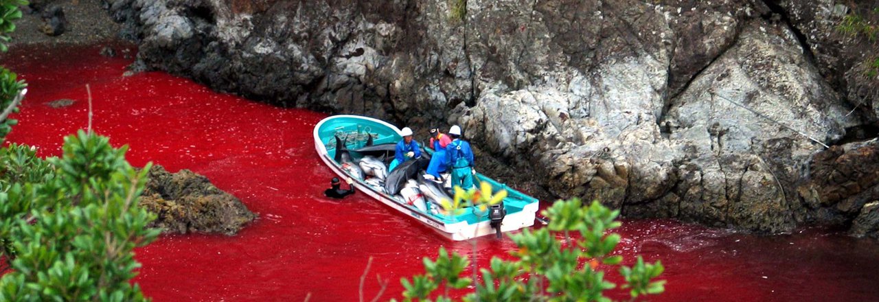 Mais uma vez, na semana passada, o Japão provocou indignação e protestos em todo o mundo por causa de uma horrível matança de golfinhos. O Japão e a Dinamarca são os dois principais países nos quais, com requintes de crueldade, o morticínio de cetáceos ainda é praticado com autorização dos respectivos governos (Foto: Gisele Federicce) Mais uma vez, na semana passada, o Japão provocou indignação e protestos em todo o mundo por causa de uma horrível matança de golfinhos. O Japão e a Dinamarca são os dois principais países nos quais, com requintes de crueldade, o morticínio de cetáceos ainda é praticado com autorização dos respectivos governos