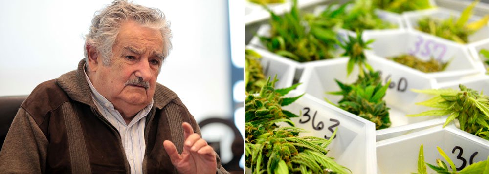 De acordo com um levantamento da Junta Nacional de Drogas do Uruguai, o país tem 150 mil consumidores habituais da droga. O governo só permitirá a produção de forma industrial da maconha a empresas, organizações ou particulares selecionados por “idoneidade” e por não terem vínculos com o narcotráfico (Foto: Leonardo Attuch) www.brasil247.com - De acordo com um levantamento da Junta Nacional de Drogas do Uruguai, o país tem 150 mil consumidores habituais da droga. O governo só permitirá a produção de forma industrial da maconha a empresas, organizações ou particulares selecionados por “idoneidade” e por não terem vínculos com o narcotráfico