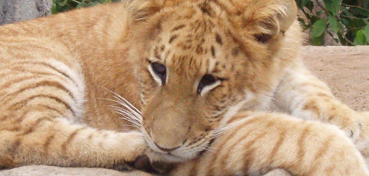 Mãe-natureza tem regras genéticas rígidas. Mas quando ela decide criar um novo ser, salta por cima das suas leis e cria um híbrido. Eles podem ser animais, vegetais, e até mesmo seres que são ao mesmo tempo bicho e planta (Foto: Gisele Federicce) Mãe-natureza tem regras genéticas rígidas. Mas quando ela decide criar um novo ser, salta por cima das suas leis e cria um híbrido. Eles podem ser animais, vegetais, e até mesmo seres que são ao mesmo tempo bicho e planta