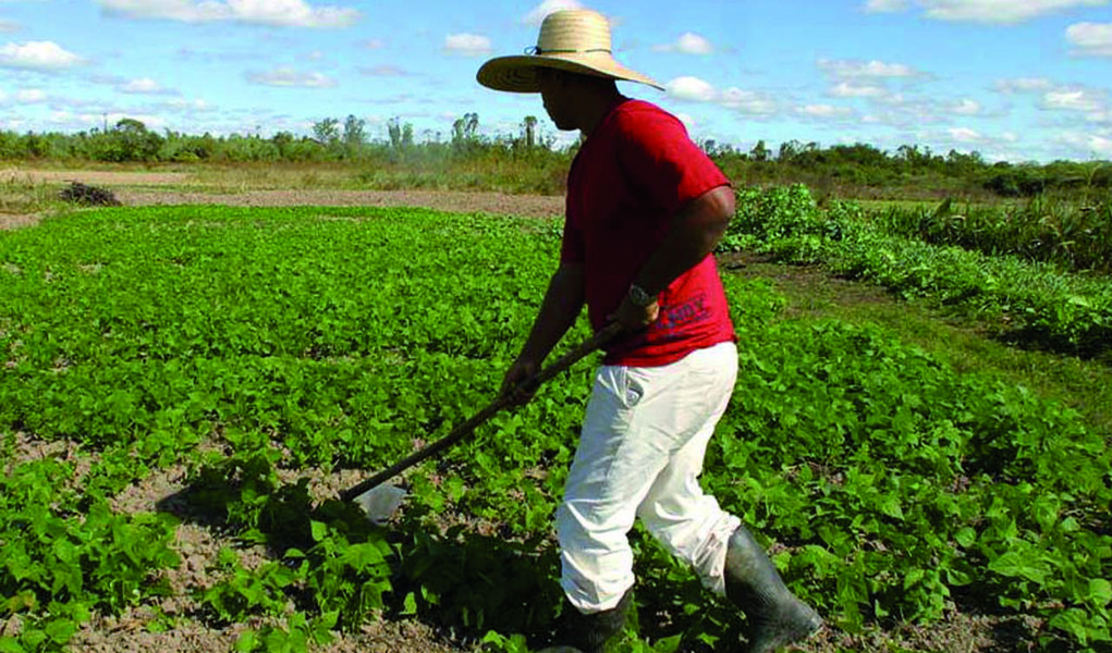 O Ministério do Desenvolvimento Agrário autorizou o pagamento de benefícios a agricultores de 74 municípios da Região Nordeste que aderiram ao Garantia-Safra; a permissão para os repasses referentes à safra 2012/2013 consta em portaria publicada na edição do Diário Oficial da União (Foto: Leonardo Lucena) O Ministério do Desenvolvimento Agrário autorizou o pagamento de benefícios a agricultores de 74 municípios da Região Nordeste que aderiram ao Garantia-Safra; a permissão para os repasses referentes à safra 2012/2013 consta em portaria publicada na edição do Diário Oficial da União
